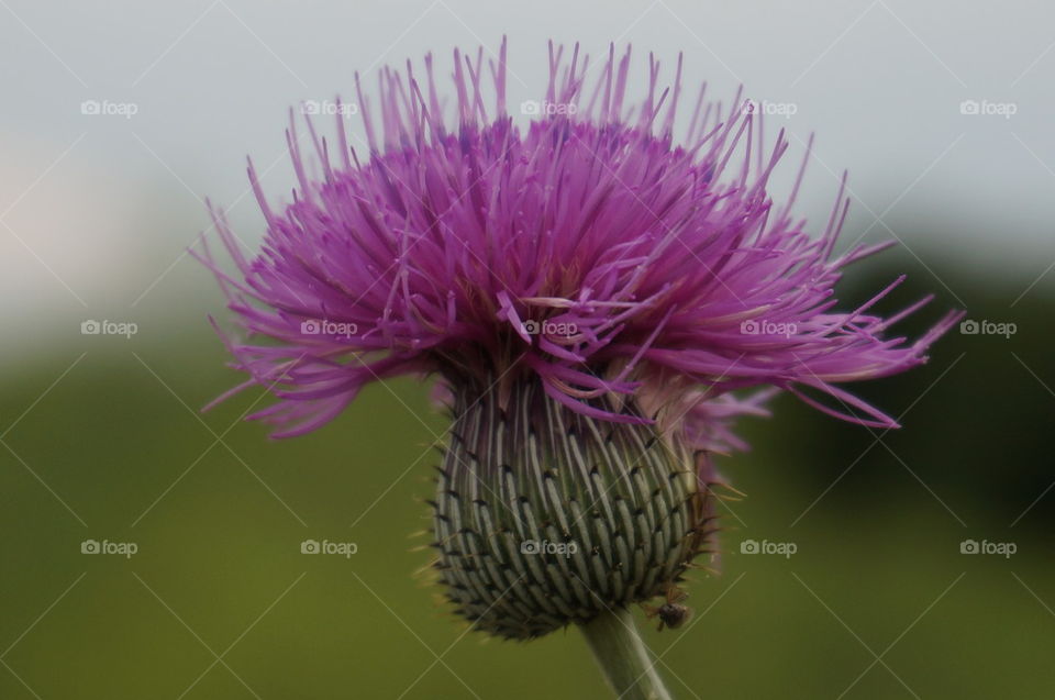  purple flower