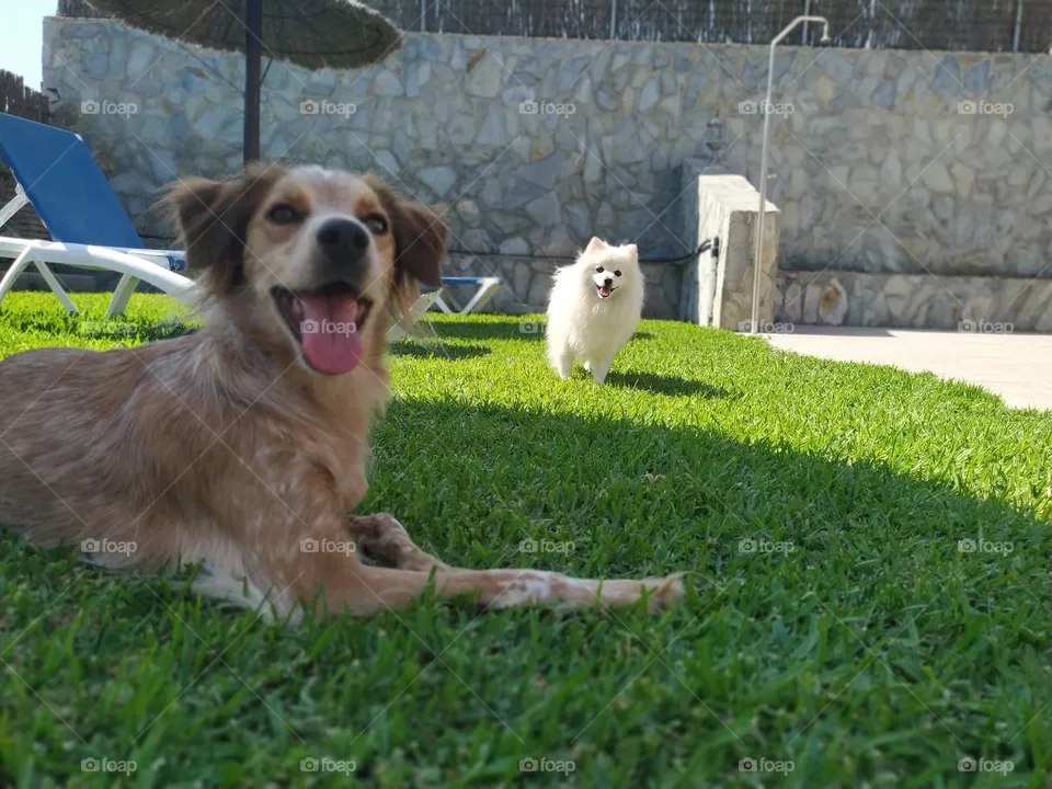 pareja de perros