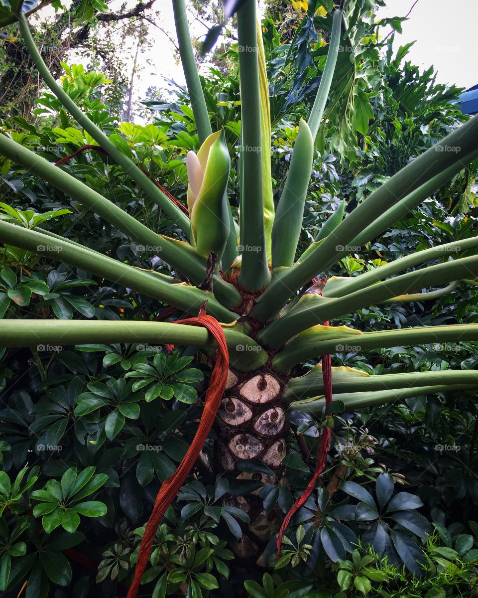 Tropical plant in the Caribbean