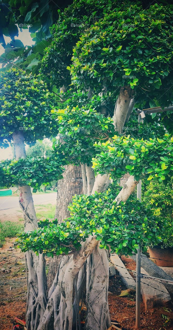 green signature in bonsai tree