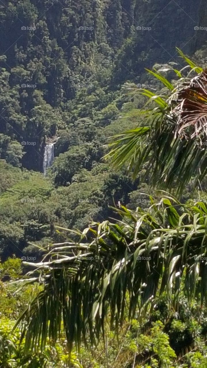 rain forest waterfall scenery in Dominica