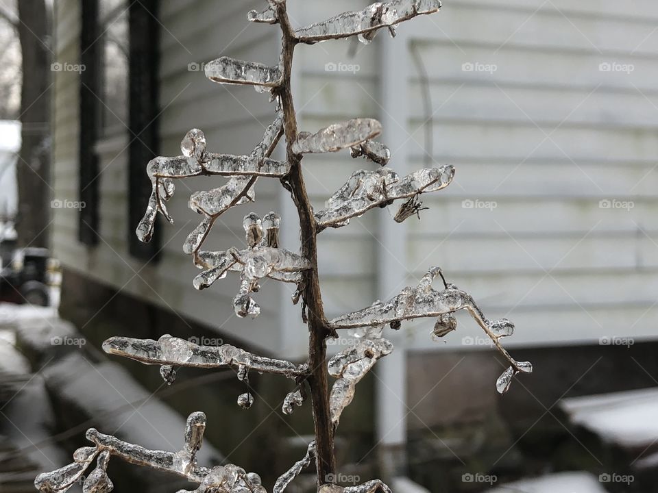 Ice on the tree branch