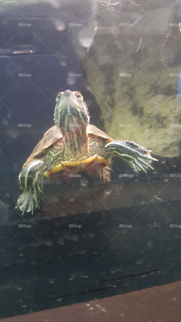 Turtle