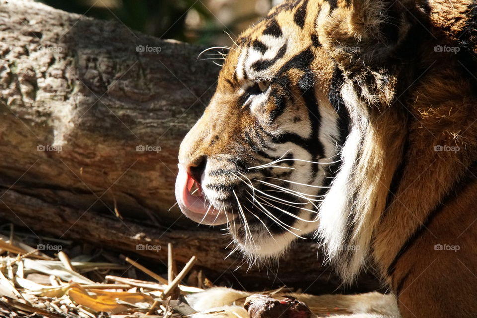 Tiger licking it’s nose
