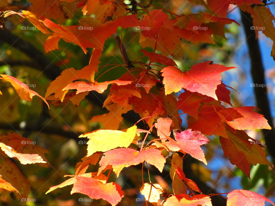 Fall, Leaf, Nature, No Person, Bright
