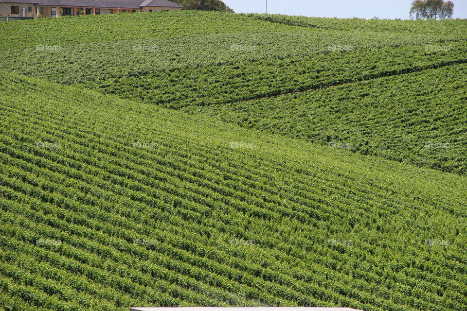 green field vine vines by kshapley