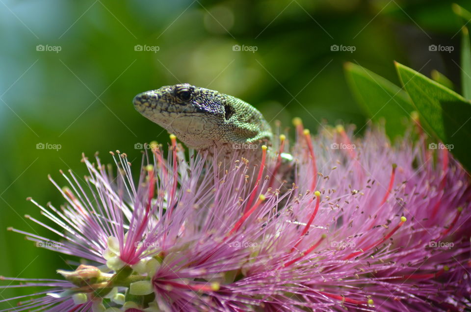 Lizard relaxing in a bed of pink flower bonanza , Portugal