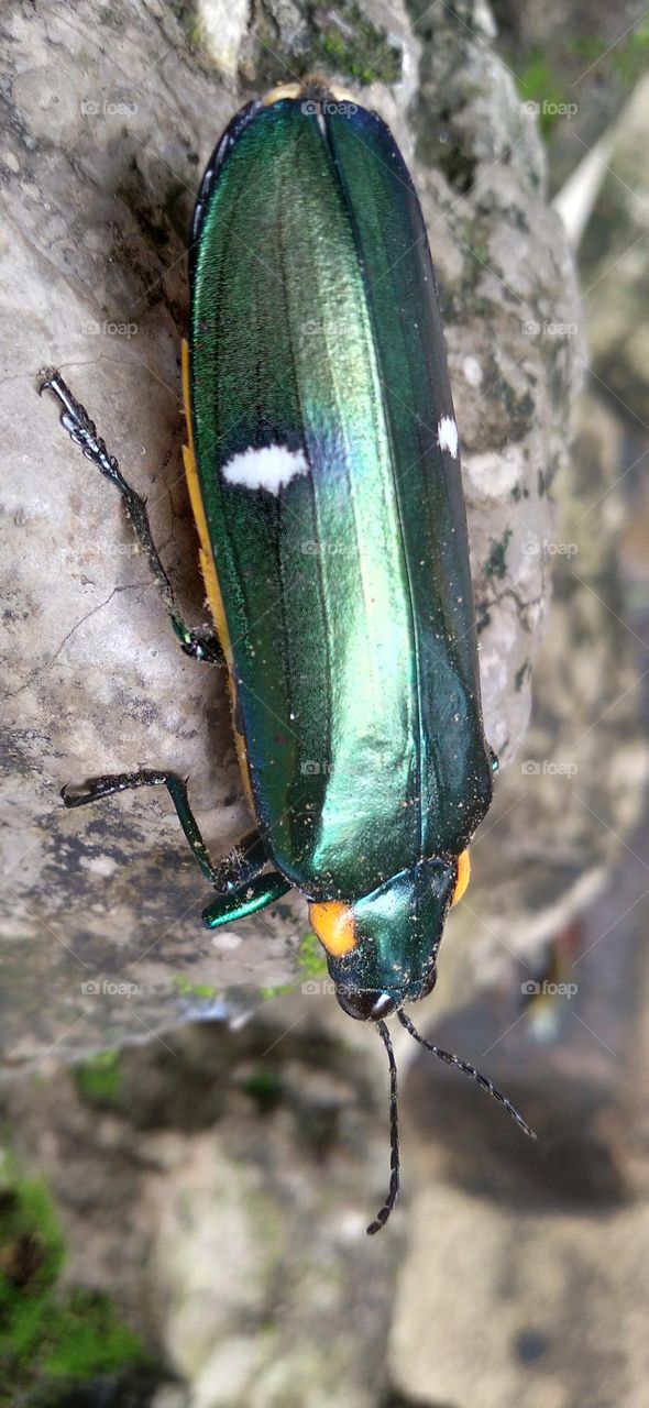 Buprestidae is a family of beetles known as ornamental beetles because of the shiny color on their bodies.