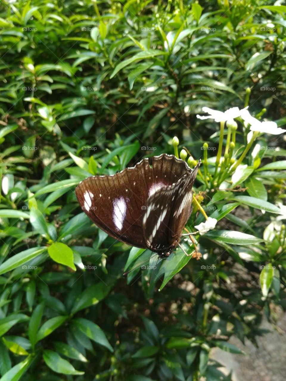 butterfly in green leaves