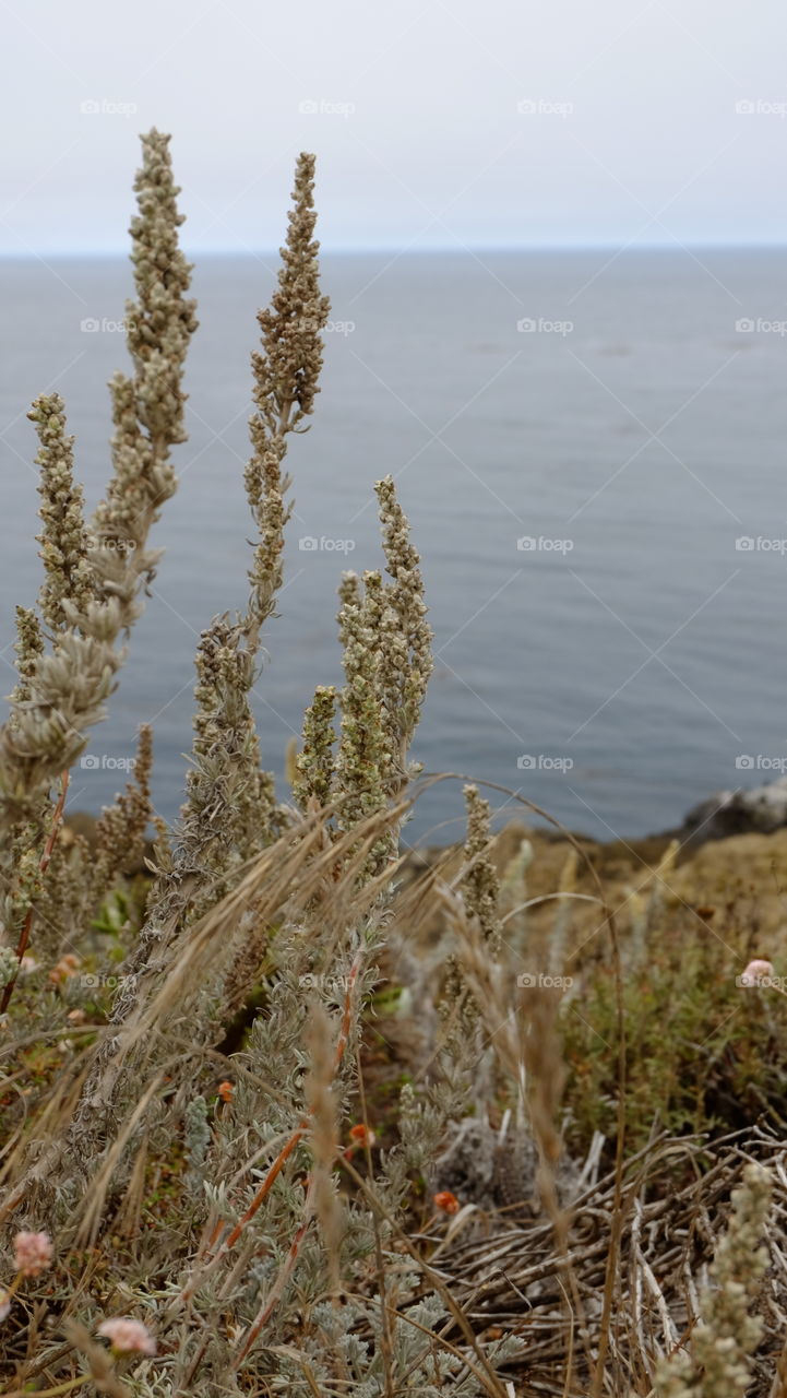 Coastal shrubs