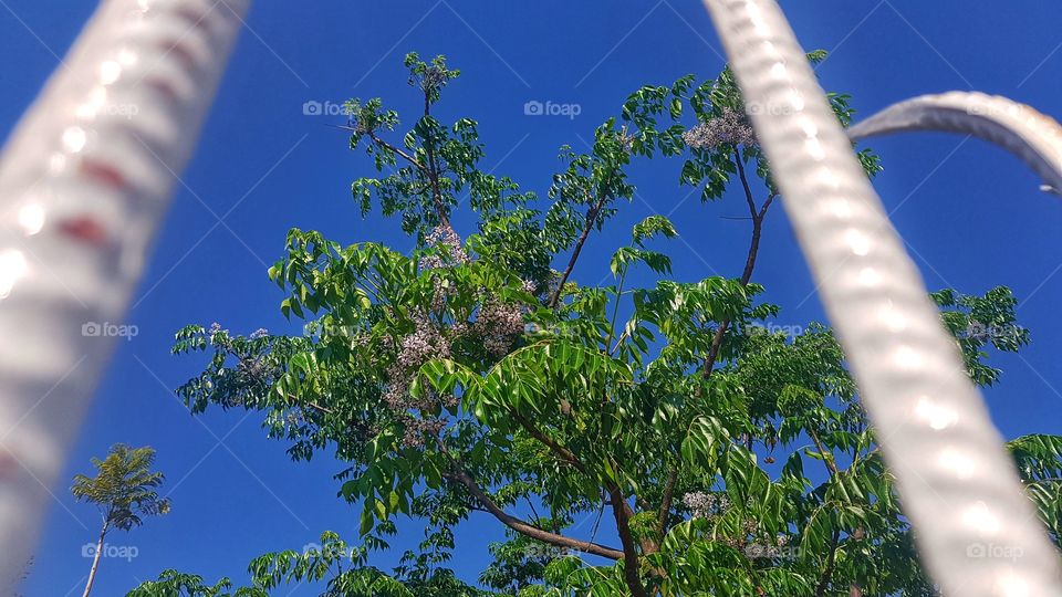 blue sky & green leaf 😁