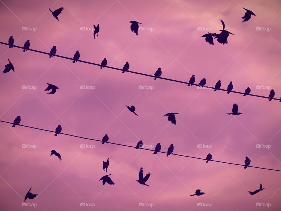 Birds on a wire 