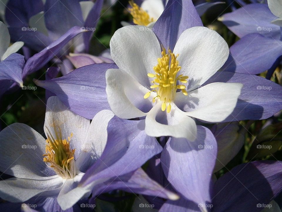 purple flowers