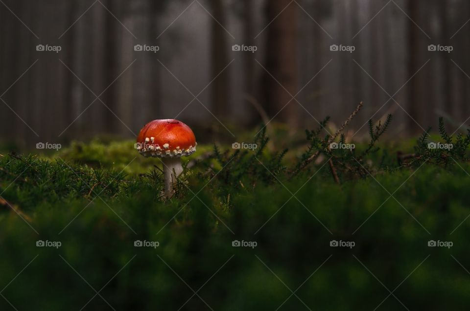 Mushroom with a red cap