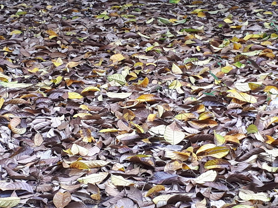 Fallen leaves