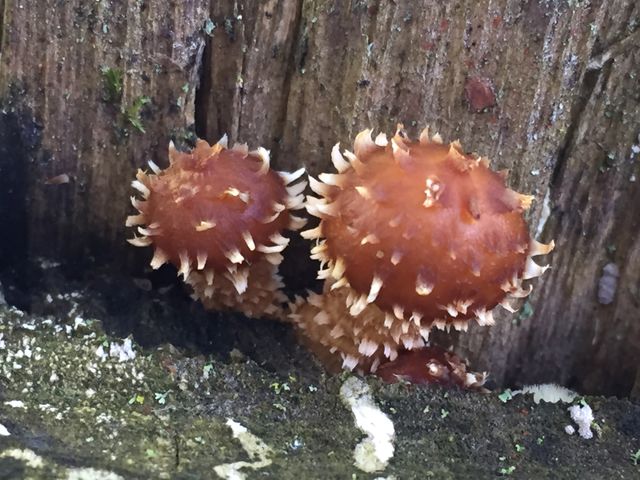 Prickly looking mushroom fungi 