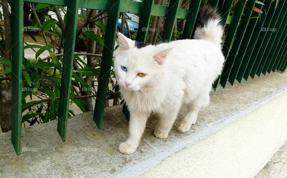 Cat with differently colored eyes