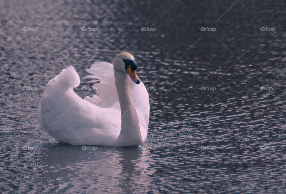 Mute Swan