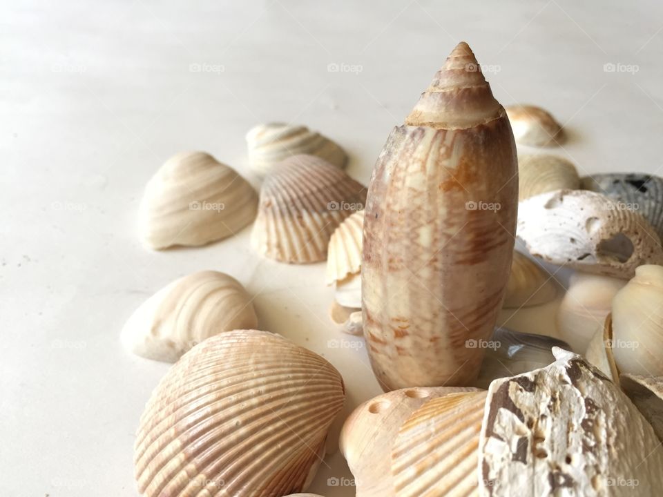 Close-up of animal shells