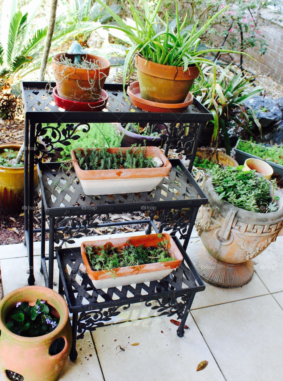 Plants on shelves 