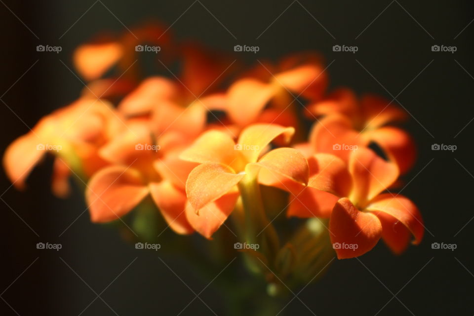 Little orange flowers 