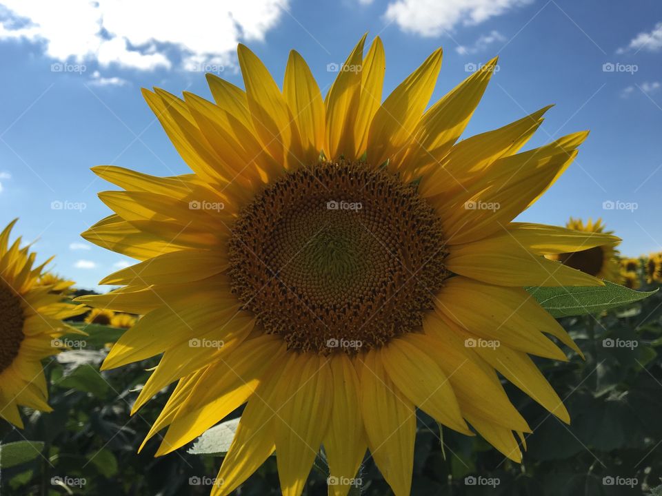 Sunflowers 