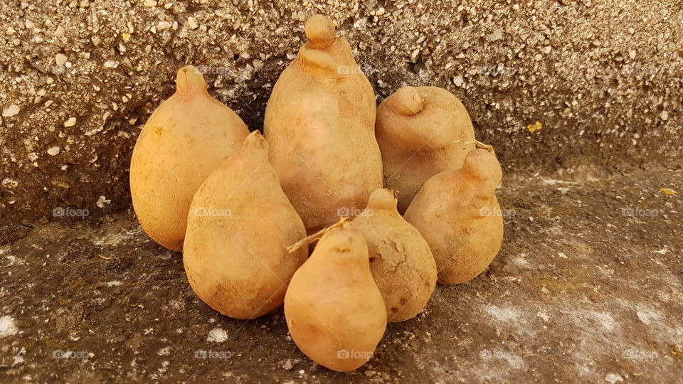 another big potato family
