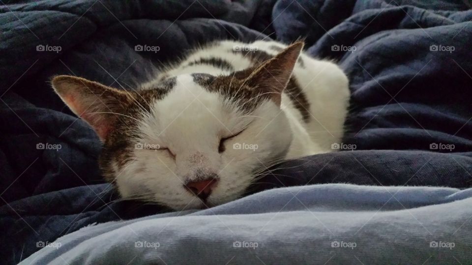 sleeping kitty cat