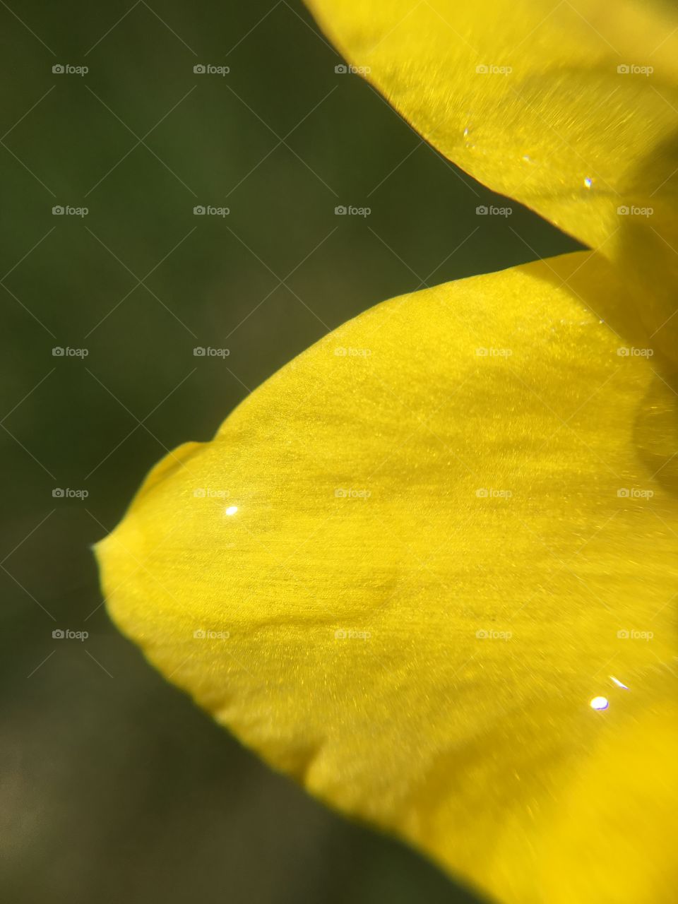 Dew drop on daffodil 