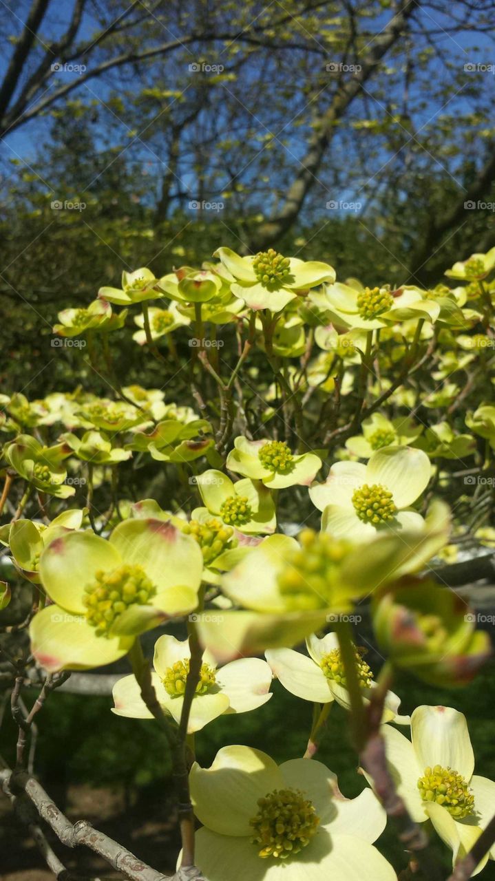 flowers