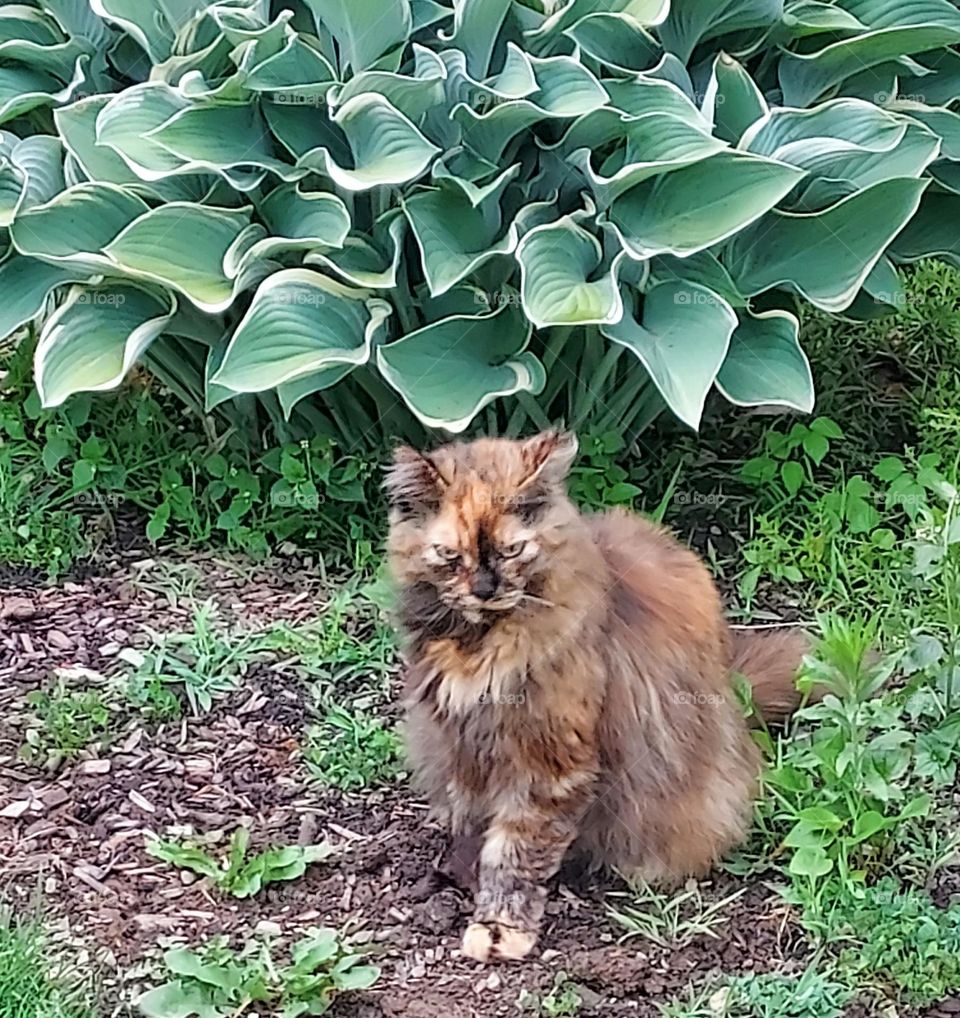 Cat in front of Regal Splendor hosta
