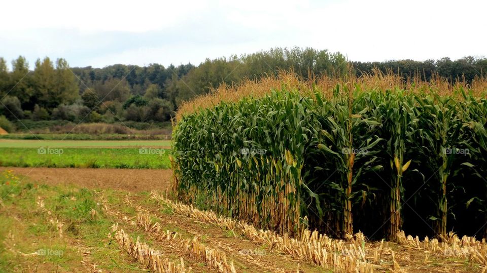 corn field