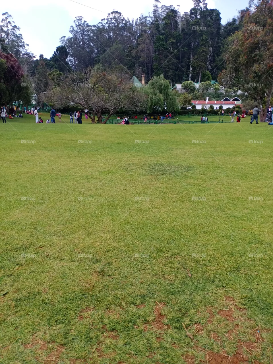 grass