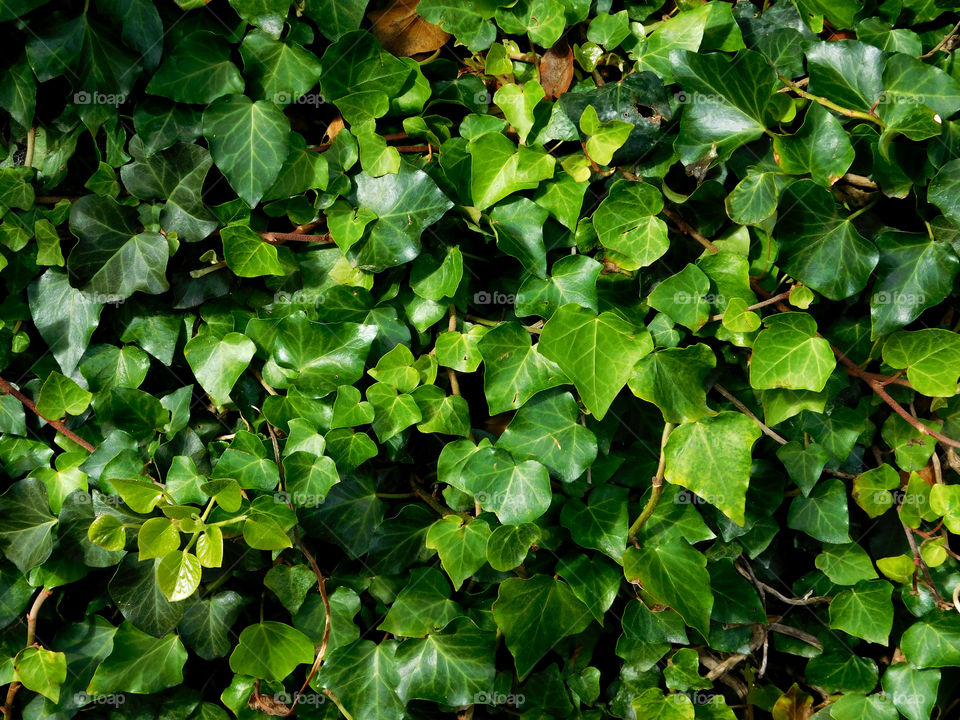 leaves