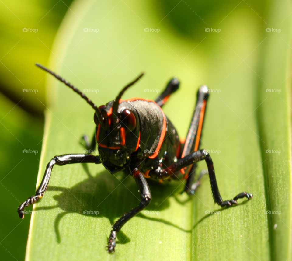 black orange animal insect by lightanddrawing