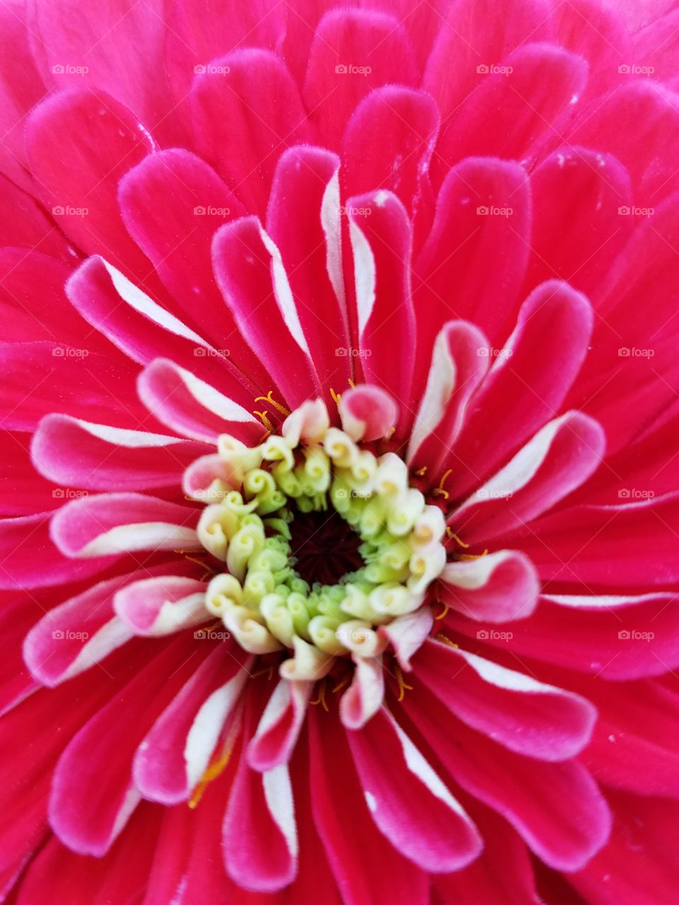 Extreme close of a magenta zinnia