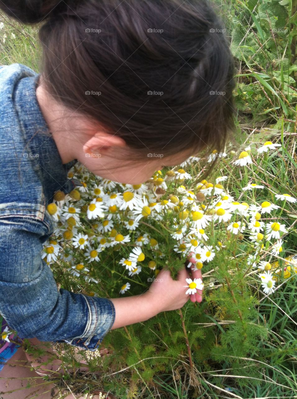 Camomile 