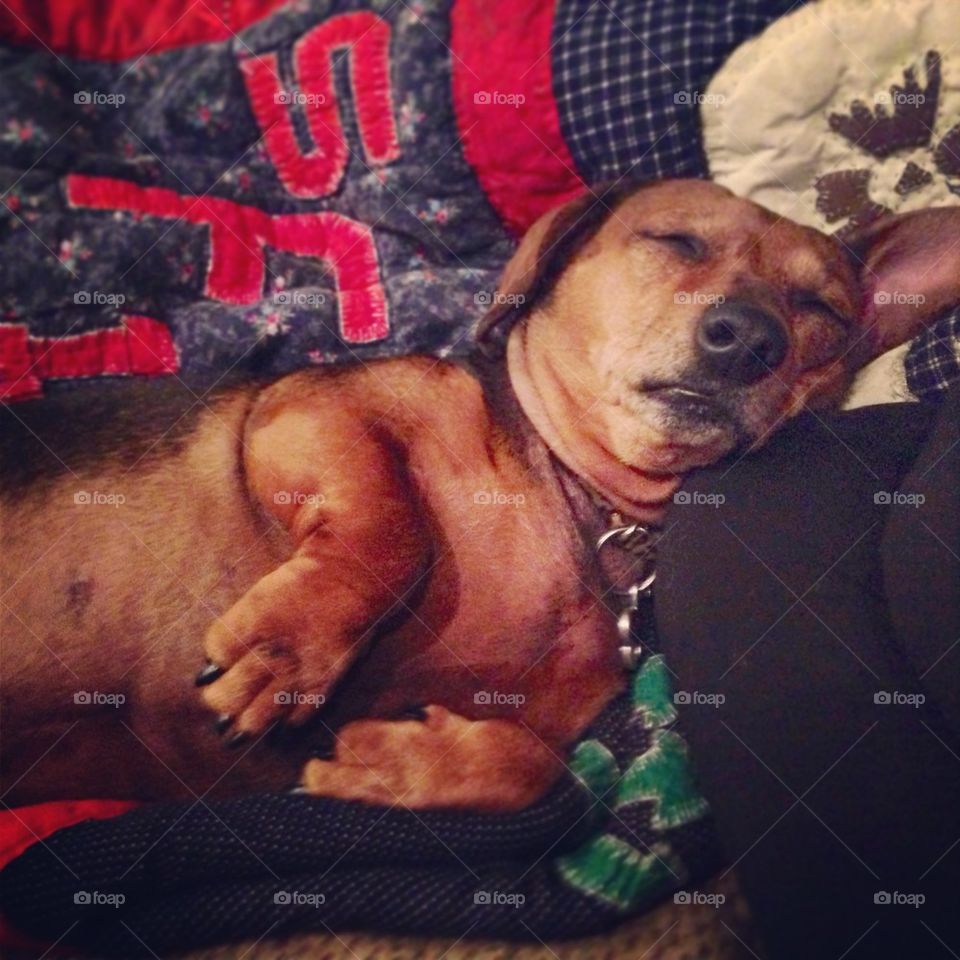 Sleepy Weenie