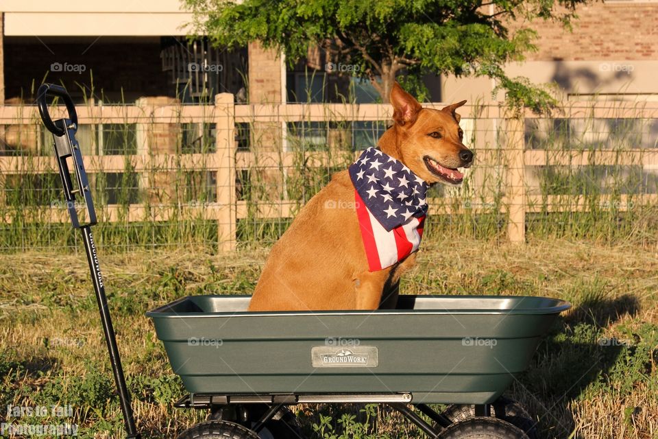 Green wagon 