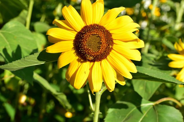 Happy honeybee in field of sunflowers 