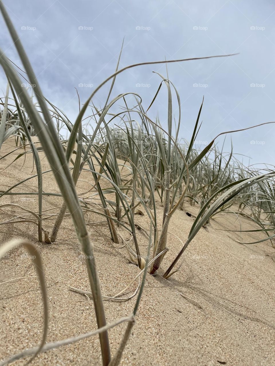 Sand dunes with native grass 