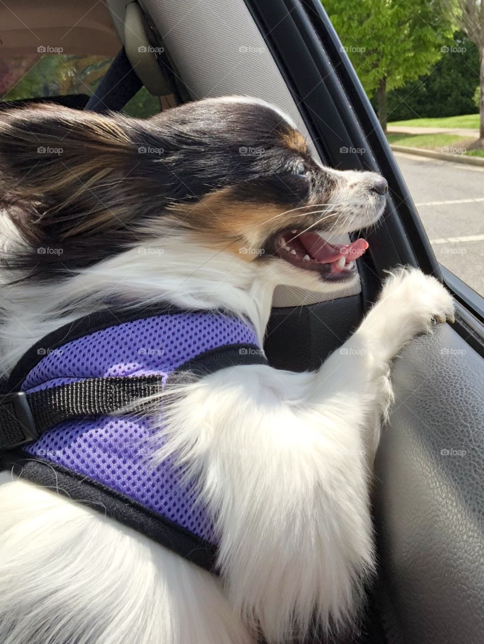 Wind blowing in her fur 