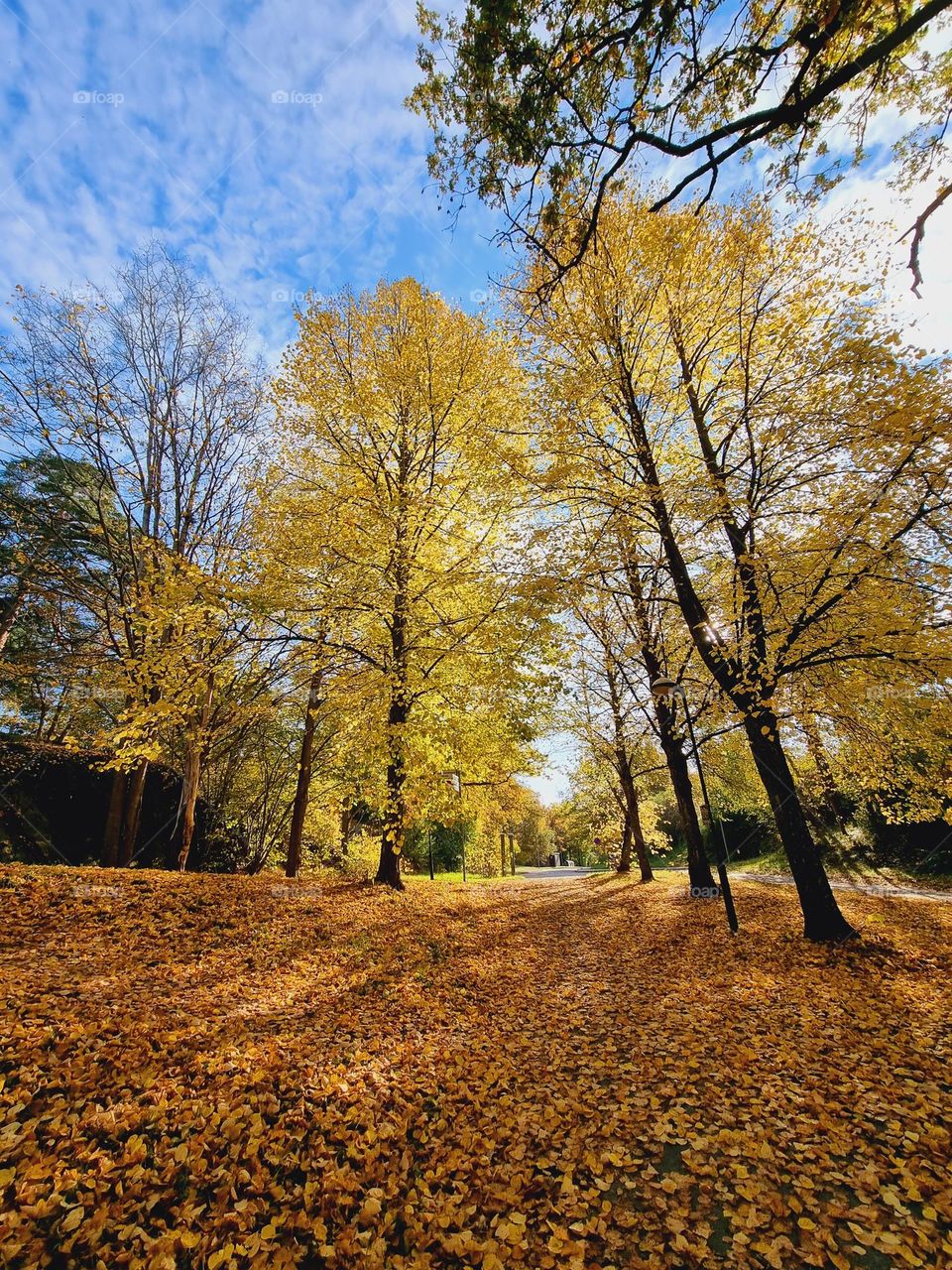 Inredible autumn forest