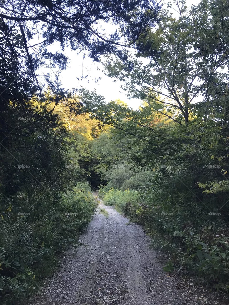 Woods 