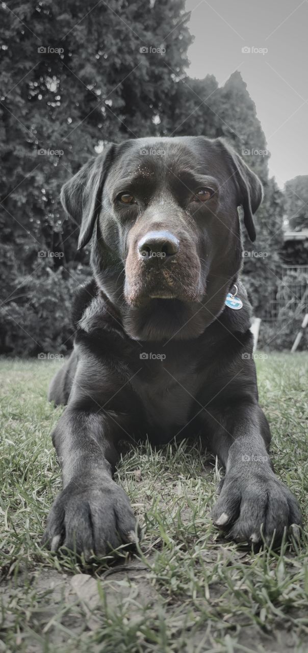 black Labrador 🖤