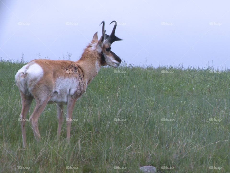 Pronghorn 