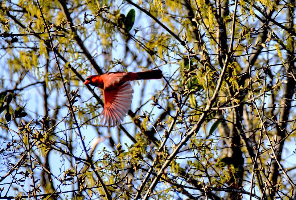 Bird flying in forest