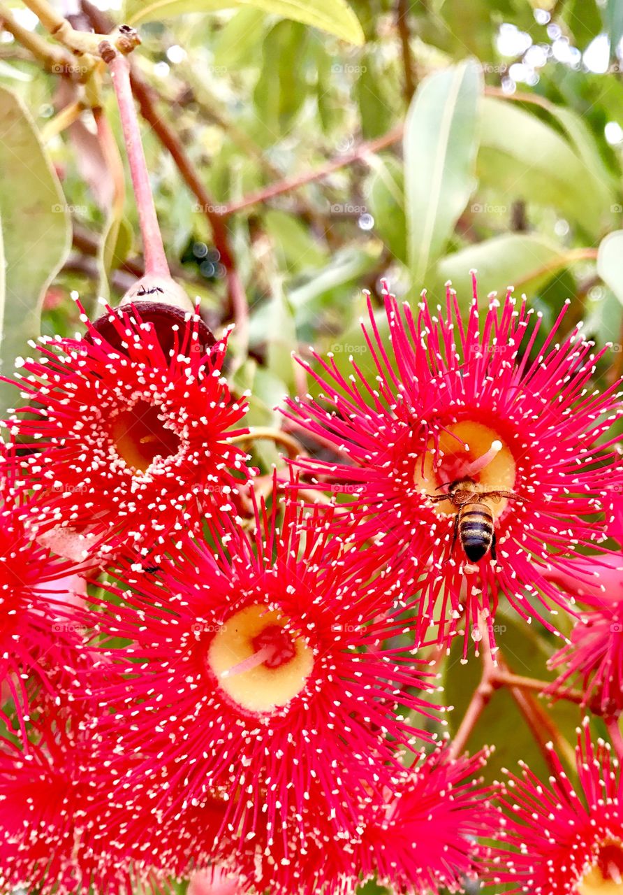 Ants and Bees in the Red Gum Blossums