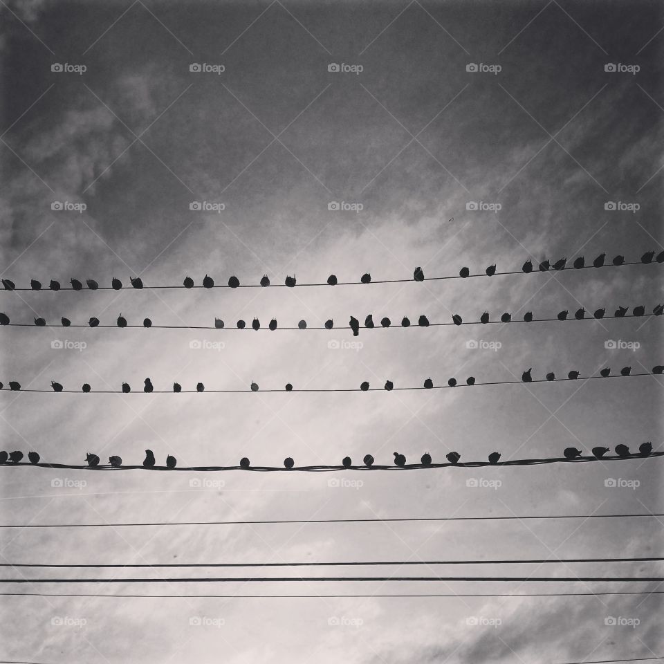 Look up. Birds on a wire