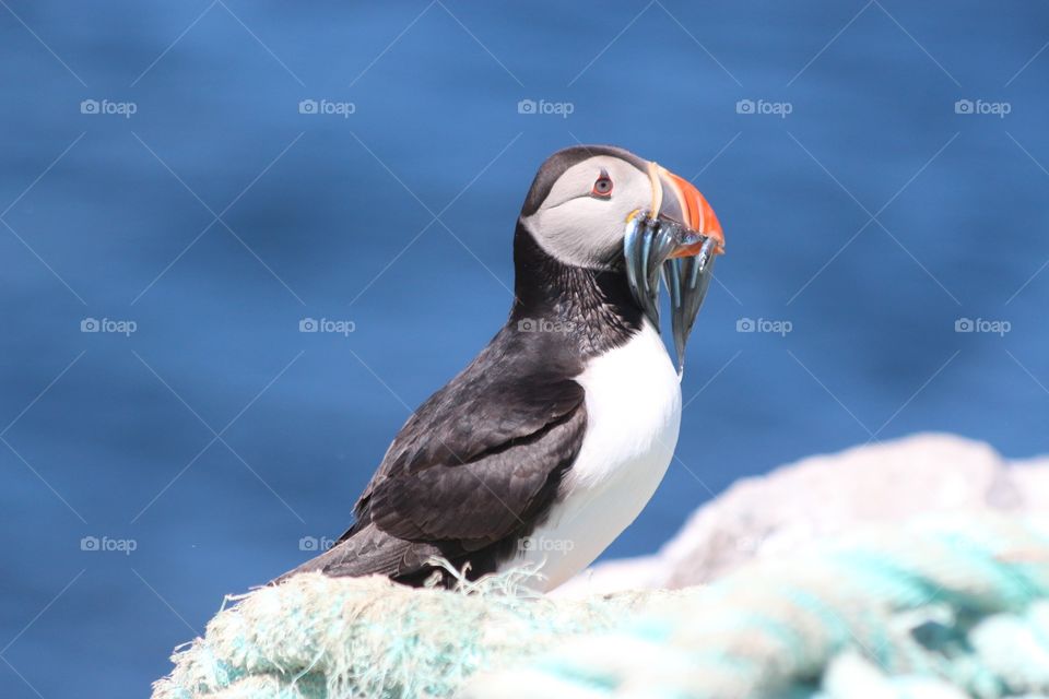 Sand Eels For Dinner . Puffin with sand eels 